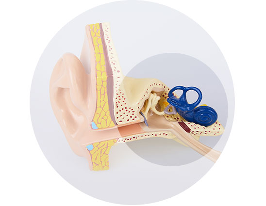 Illustration shows part of the ear where high-frequency hearing loss occurs