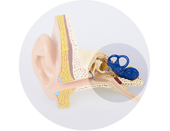 Illustration of ear